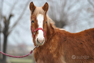 Puledro franches montagnes