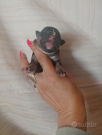 Bull Terrier Miniature