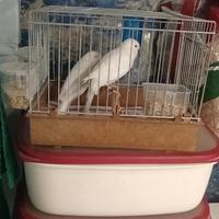 Canarino maschio bianco recessivo