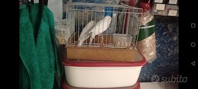Canarino maschio bianco recessivo