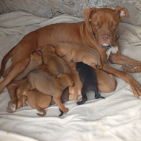 Vendita pitbull