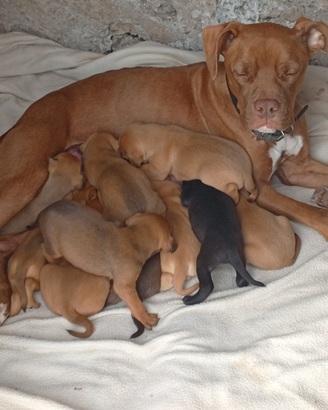 Vendita pitbull