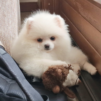 Spitz di Pomerania NANO