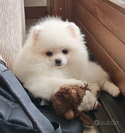 Spitz di Pomerania NANO