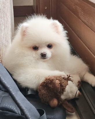 Spitz di Pomerania NANO