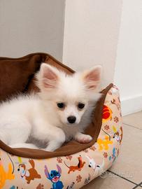 Cucciolo pomerania chiuaua