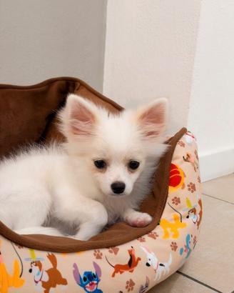 Cucciolo pomerania chiuaua