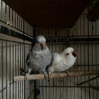 Parrocchetti Monaco disponibili