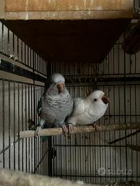 Parrocchetti Monaco disponibili