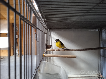 Lucherino testa nera e canarini