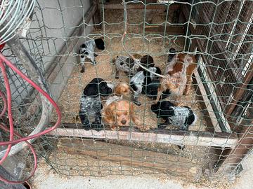 Cuccioli Breton