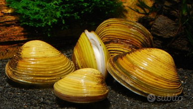Vongole d'acqua dolce