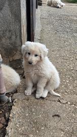 Cuccioli di maremmano