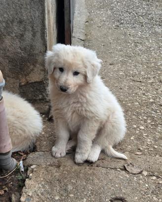 Cuccioli di maremmano