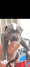 Pitbull