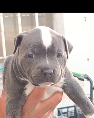 Pitbull