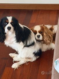 Coppia cavalier king