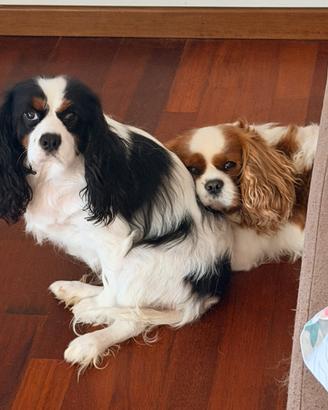Coppia cavalier king