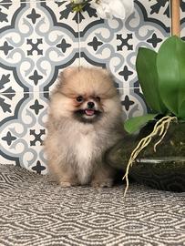 Cucciolata di spitz pomerania