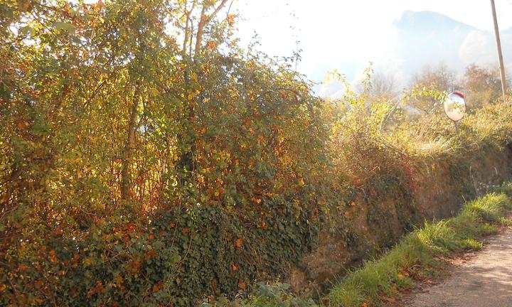 Terreno pianeggiante