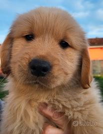 Cuccioli di cane Golden retriever 
