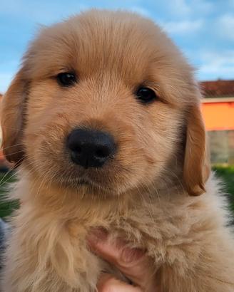 Cuccioli di cane Golden retriever 