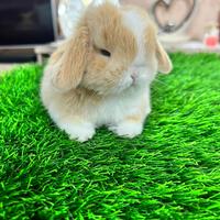 Mini Lop Ariete Nano
