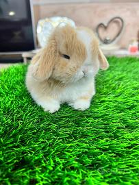 Mini Lop Ariete Nano