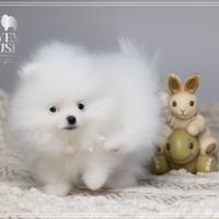 Spitz nano tedesco Pomerania bianco ENCI