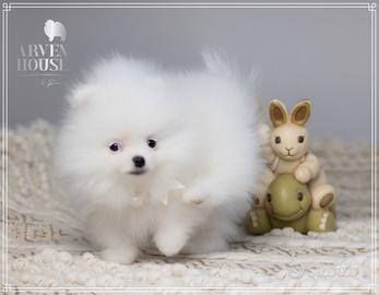 Spitz nano tedesco Pomerania bianco ENCI