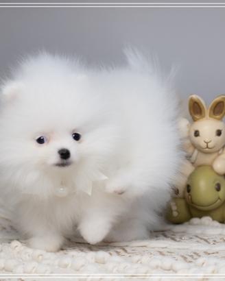 Spitz nano tedesco Pomerania bianco ENCI