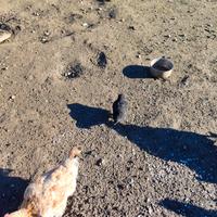 Galline da cova