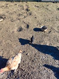 Galline da cova