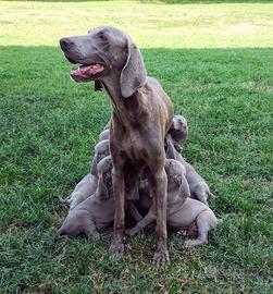 Cuccioli Weimaraner