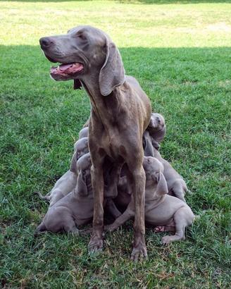Cuccioli Weimaraner
