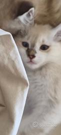 Gattino Tortie Point pelo semilungo s.birmania