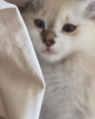 Gattino Tortie Point pelo semilungo s.birmania