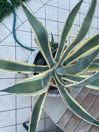 Aloe vera e Aloe Americana