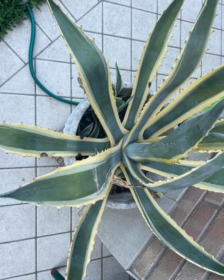 Aloe vera e Aloe Americana