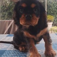 Femminuccia di Cavalier king charles spaniel