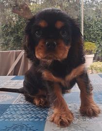 Femminuccia di Cavalier king charles spaniel