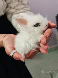 Coniglio nano testa di leone