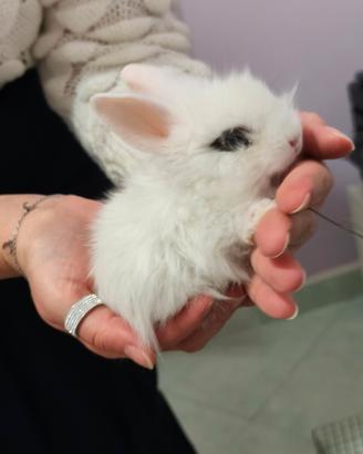 Coniglio nano testa di leone