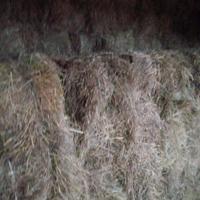 Fieno primo taglio misto erba medica per mucche