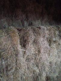 Fieno primo taglio misto erba medica per mucche