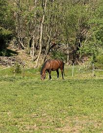 Cavalla