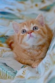 British Shorthair cucciolo