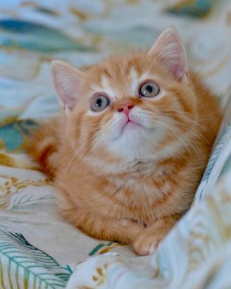 British Shorthair cucciolo