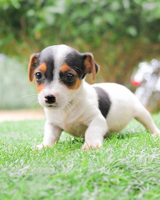 Cucciola di Jack Russell tricolore