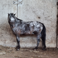 Stagione di monta 2026